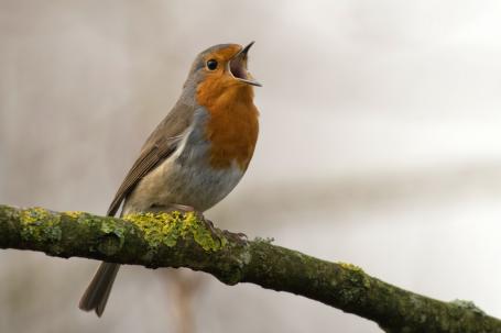 De grote vogelquiz