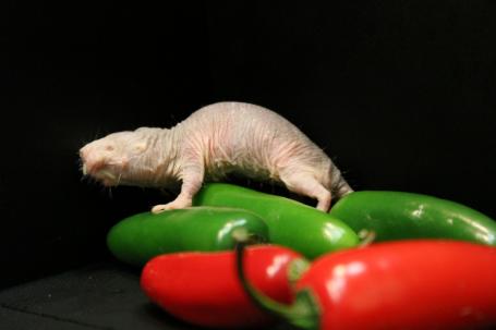 Wetenschap: Naakte molrat is hittebestendig