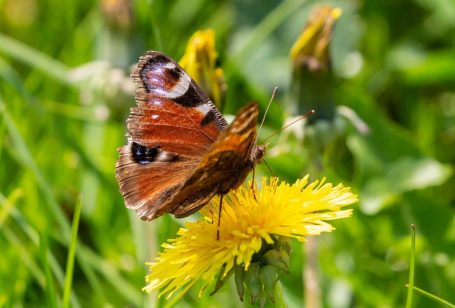 Natuurfotografen in de dop opgelet!