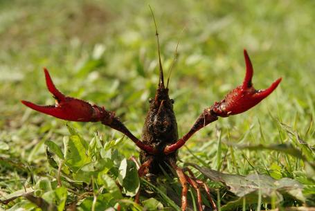 Indringers van de Nederlandse natuur