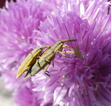 Jeugdfotowedstrijd ‘insecten op bloemen’ groot succes