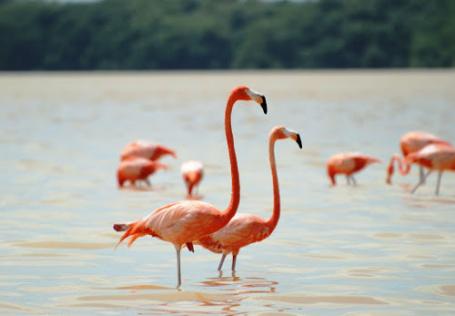 Waarom flamingo’s op één poot staan
