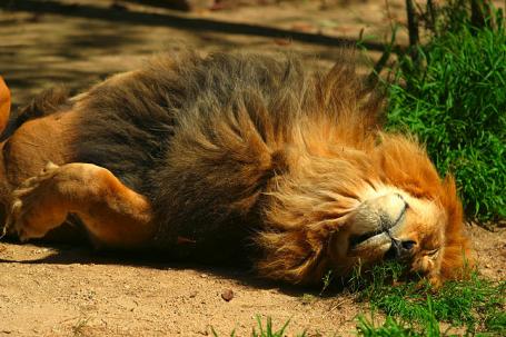 Ontwerp een diervriendelijke dierentuin