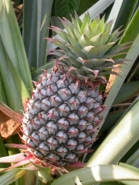 Ananas kweken