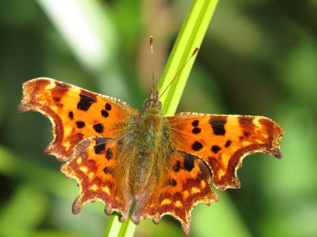 Vlindervriendelijke tuin