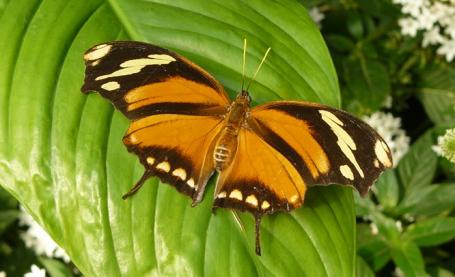 Symmetrie in de natuur