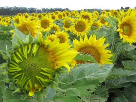 Met de zon meedraaien