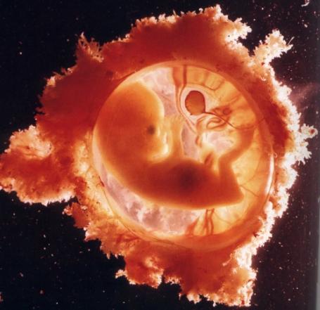 Hoe ademen ongeboren baby’s?