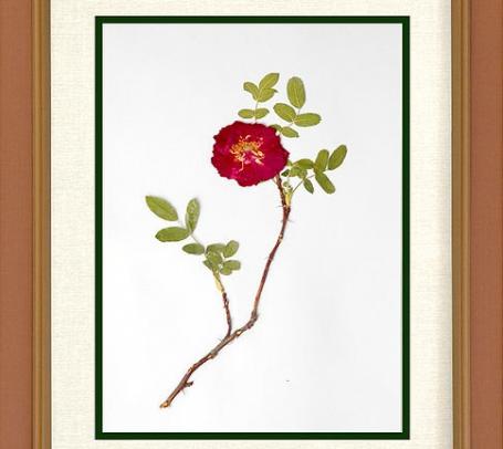 Maak een bloemenpers