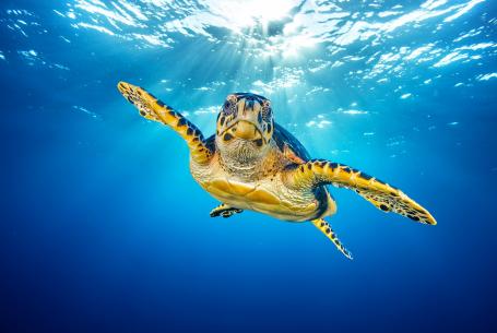 Maak kennis met de schoonheid van de natuur