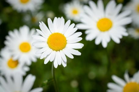 Op bloemenjacht in de winter
