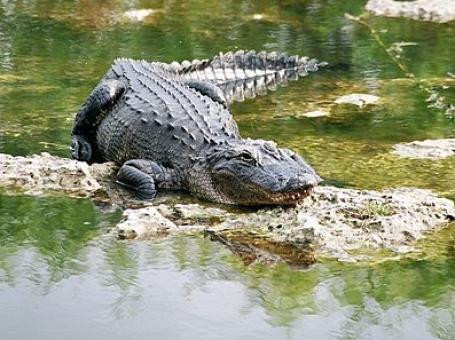 Wetenschap: Alligators als lijfwachten