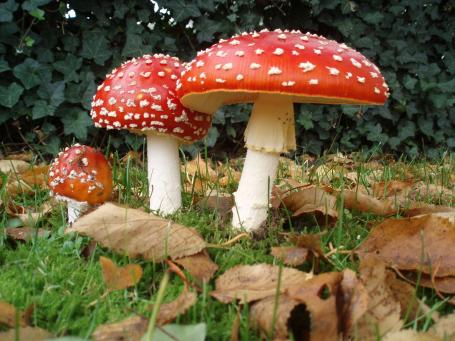 Paddenstoelen plukken: gevaarlijk of niet?