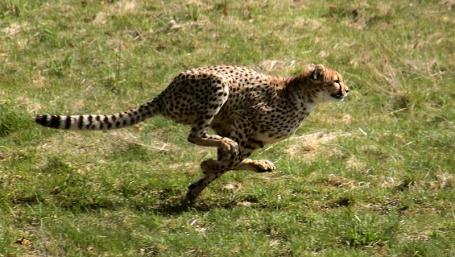 De topsporters uit het dierenrijk