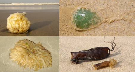 Eieren op het strand