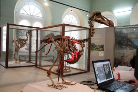 Wetenschap: Dodo blijkt supervogel