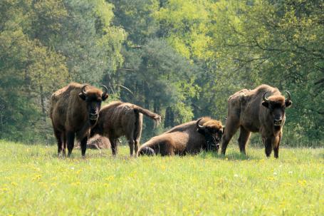 Wilde Europese bizons kijken in Nederland