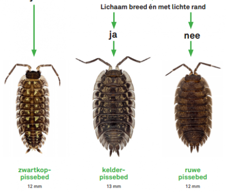 Kriebelende pissebedden