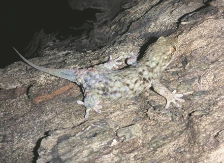 Wetenschap: Naakte gekko