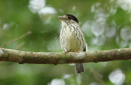Wetenschap: Breedbekvogel fluit met zijn veren