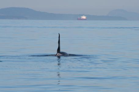 Wetenschap: Scheepsgeluid stoort orka's