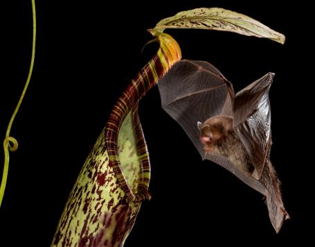 Wetenschap: Bekerplant laat vleermuis vliegen vangen