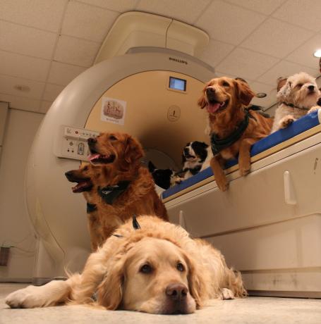 Wetenschap: Honden verstaan mensen wel