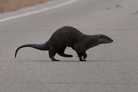 Verliefde otters in gevaar