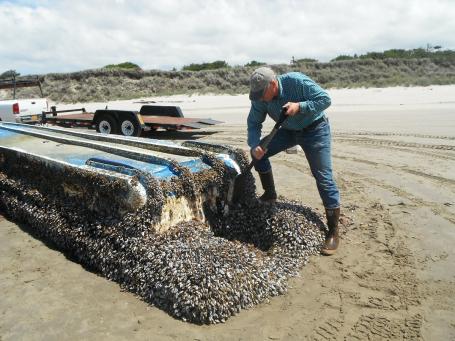 Wetenschap: Tsunami slingert diersoorten over oceaan