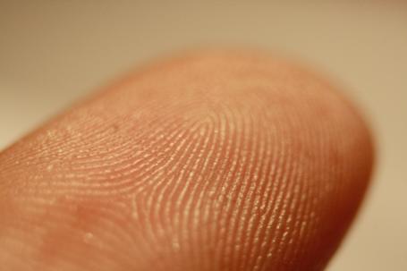 Groeit vingerafdruk terug?