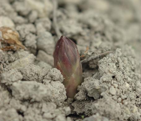 Waarom blijft een gestoken witte asperge wit?