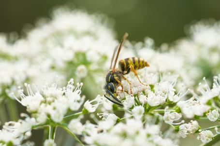 Alle kleine bee(s)tjes helpen!