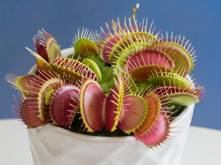 Wetenschap: Vleesetend plantje kan tellen