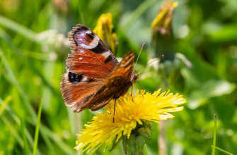 Natuurfotografen in de dop opgelet!