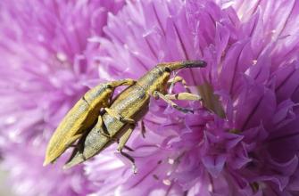 Jeugdfotowedstrijd ‘insecten op bloemen’ groot succes