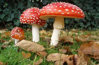 Paddenstoelen plukken: gevaarlijk of niet?