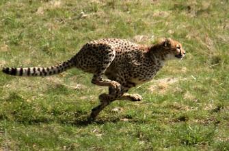 De topsporters uit het dierenrijk