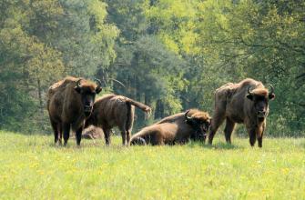 Wilde Europese bizons kijken in Nederland