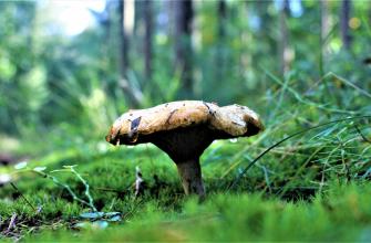 Zoeken naar zwammen Zoeken naar zwammen