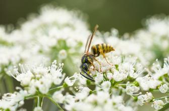 Alle kleine bee(s)tjes helpen! Alle kleine bee(s)tjes helpen!
