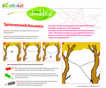 Doeblad Spinnenweb bouwen van Biologie Plus
