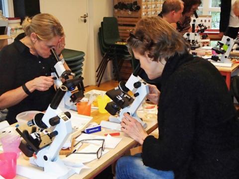 Zelf een preparaat maken van een ui en bekijken door de microscoop